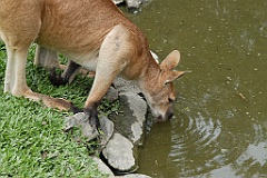 0786 Wildlife Habitat Port Douglas